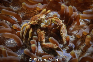 Call me Sandy. Shooting in the surge by Steven Miller 